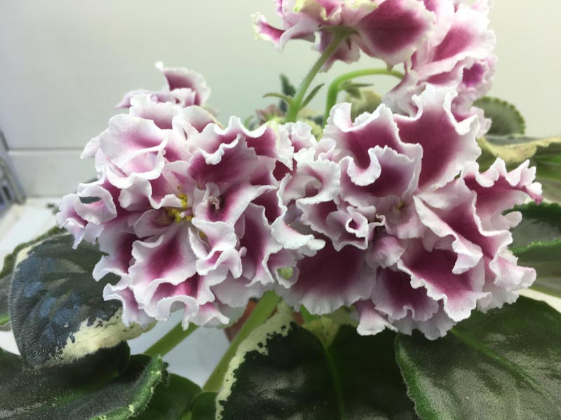 Трофимова ЕК-Новогодняя Открытка.jpg