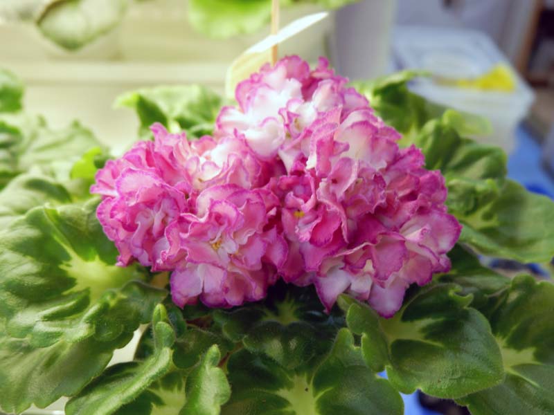ЛЕ-Звездный Час(Лебецкая)Данилина.jpg