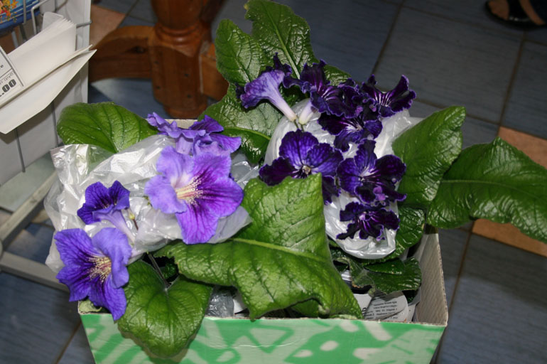 IMG_9569.JPG