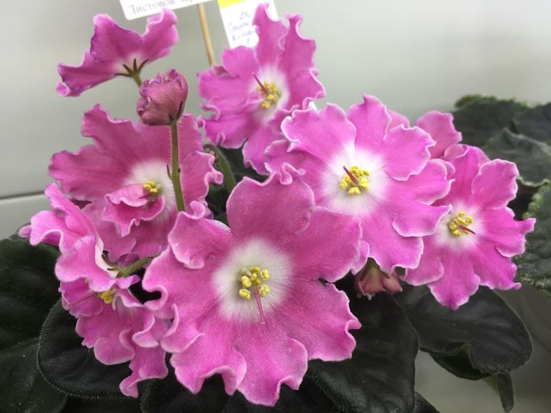 Карпова Ds-Сияющий Колокольчик pink.jpg