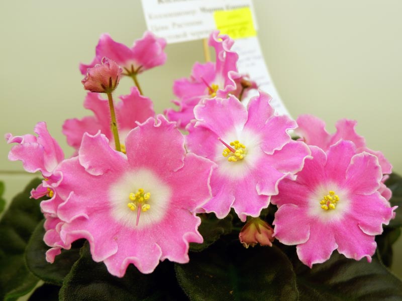 DS-Сияющий Колокольчик pink (Марина Карпова).jpg