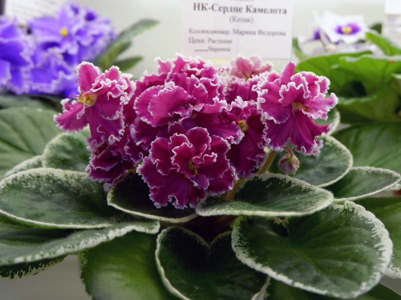 НК-Сердце Камелота(Федорова).jpg