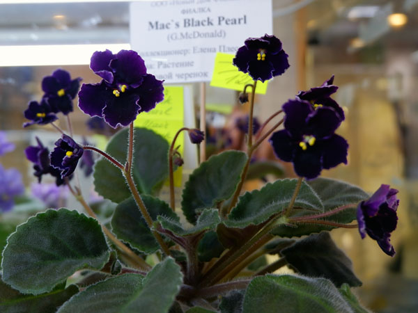 Mac' Black Pearl (Плессер).jpg