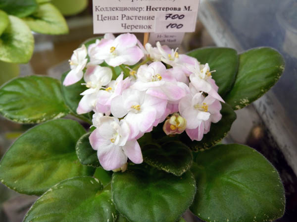 Н-Зеленый Чай ( Нестерова).jpg