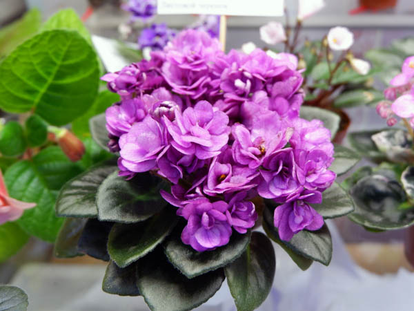 ЛЕ-Ника ( Старостенко).JPG