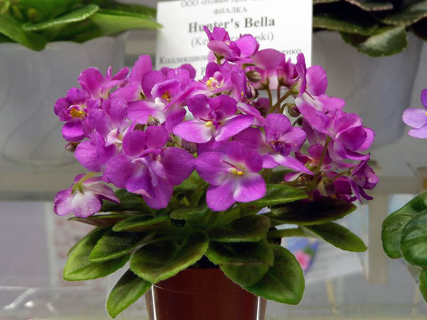 Hunter's Bella (Старостенко).jpg