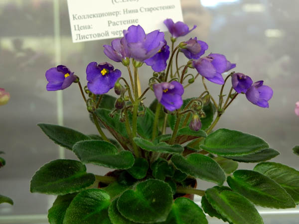 Morgan's Junion Mint (Старостенко).jpg