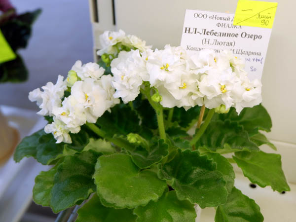 НЛ-Лебединое Озеро (Щедрина).jpg