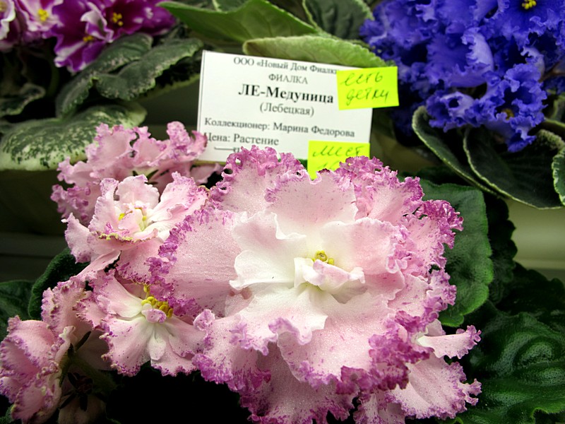 ЛЕ-Медуница (кол.М.Федорова).jpg