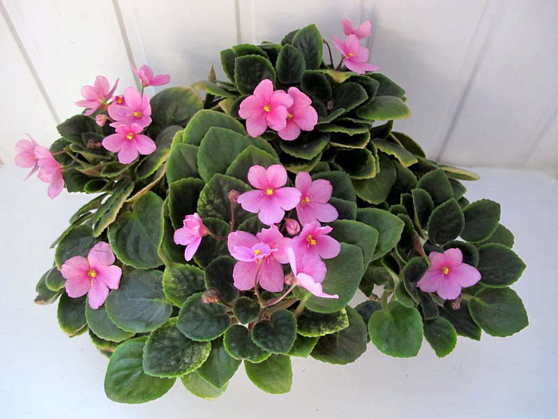 ЛиК-Мотыльки Рассвета, трейлер, (кол.Г.Лазаренко).jpg