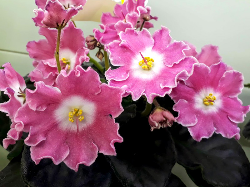 DS-Сияющий Колокольчик Pink, Карпова.jpg