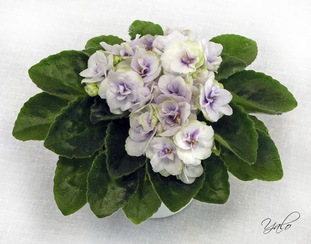 1 место – Cupid's Jewel (LLG/P. Sorano), колл. И. Милехин