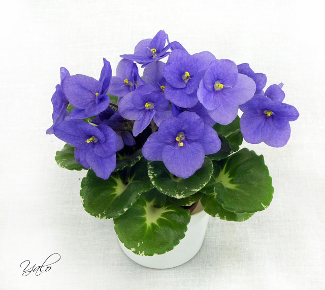 1 место – Shirl's Purple Passion (S. Sanders), колл. И. Милехин