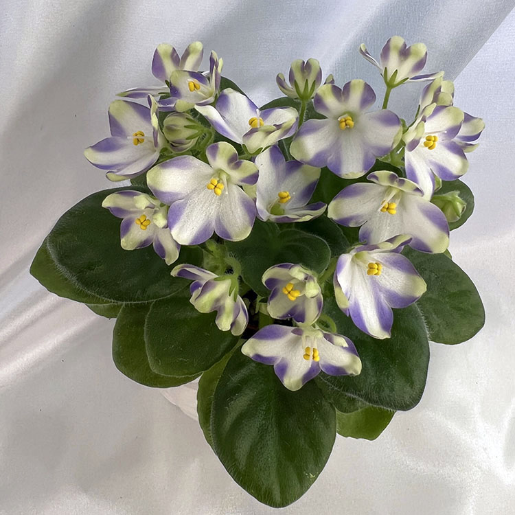 Марина Цветаева.jpg