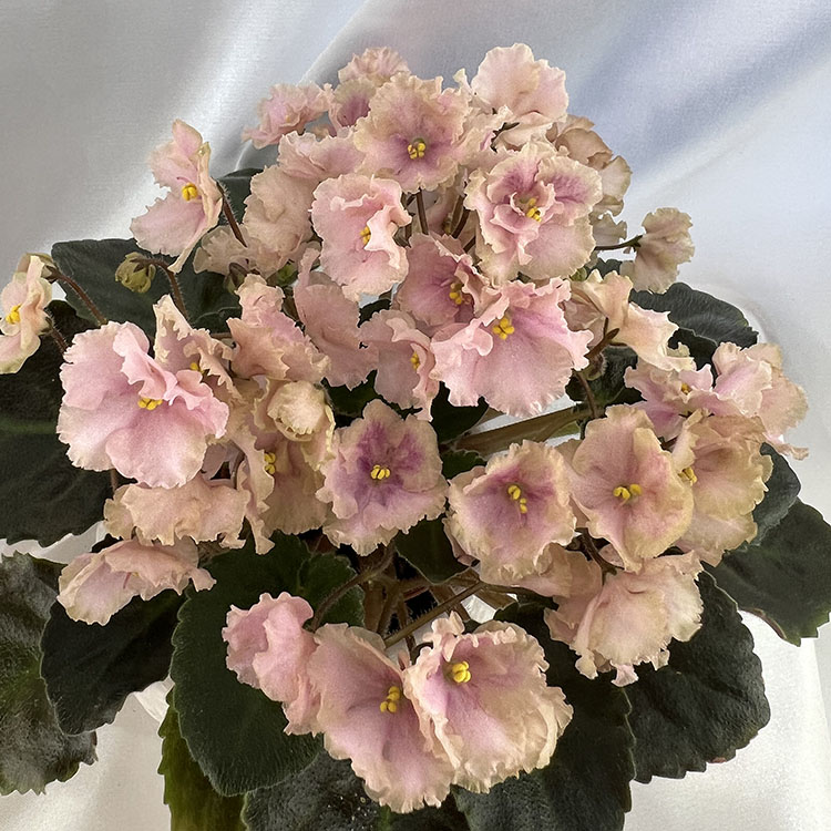 Rob's Antique Rose.jpg
