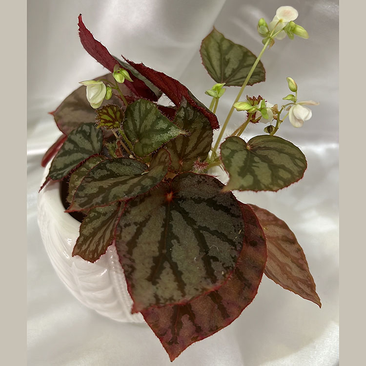 Begonia luzonensis Warb..jpg