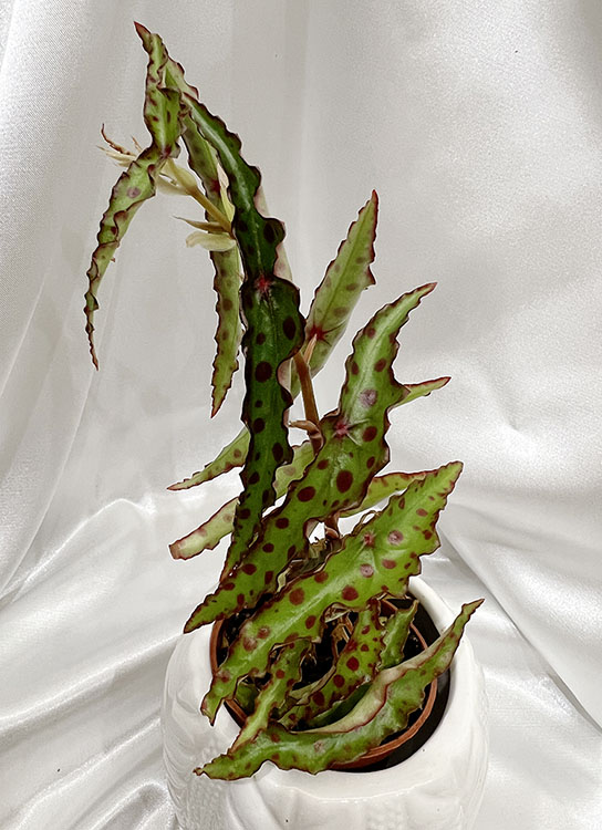 Begonia amphioxus Sands.jpg