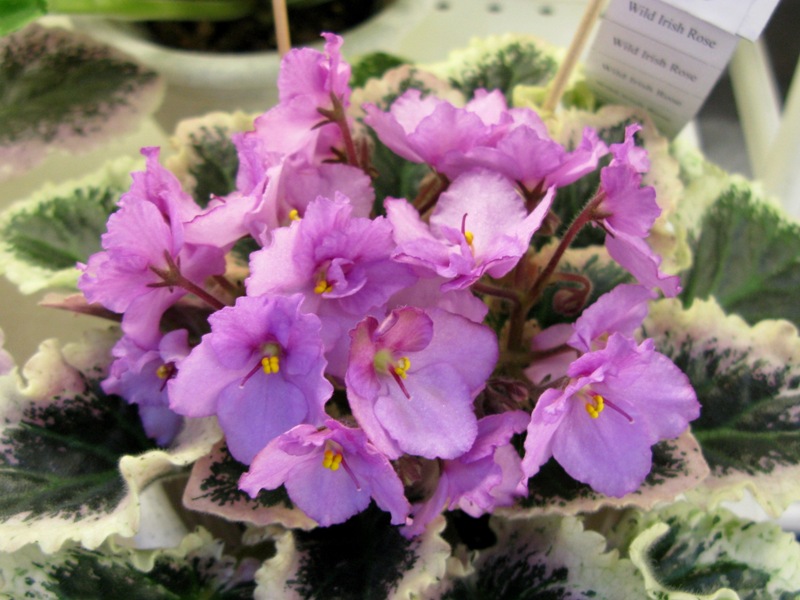 Нестерова Wild Irish Rose.JPG
