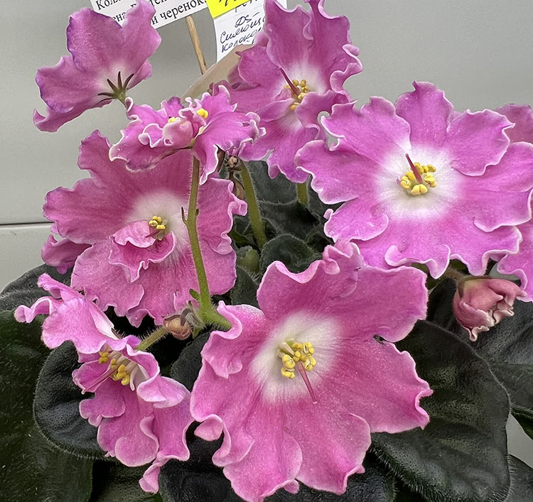 М.Карпова_DS-Сияющий Колокольчик Pink.jpg