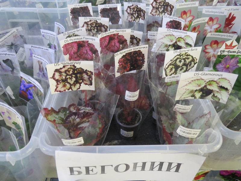 Бегонии.jpg