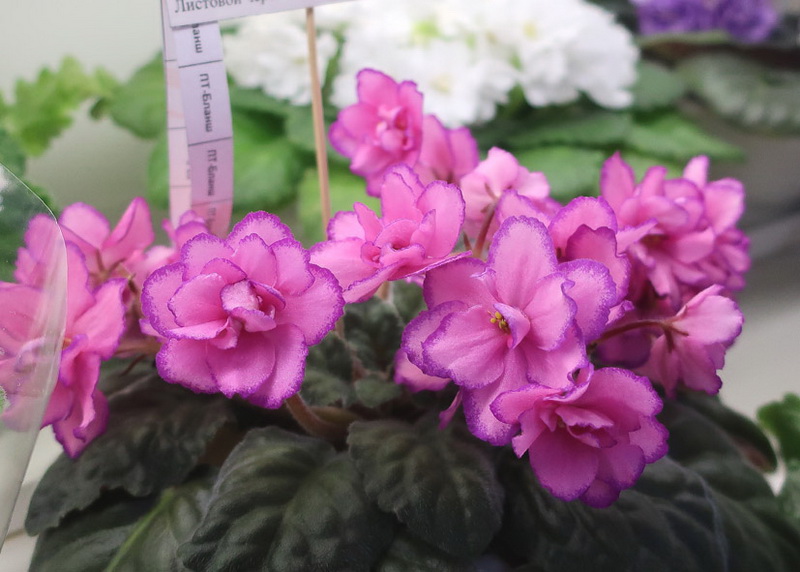 Ивашкина ПТ-Бланш.JPG