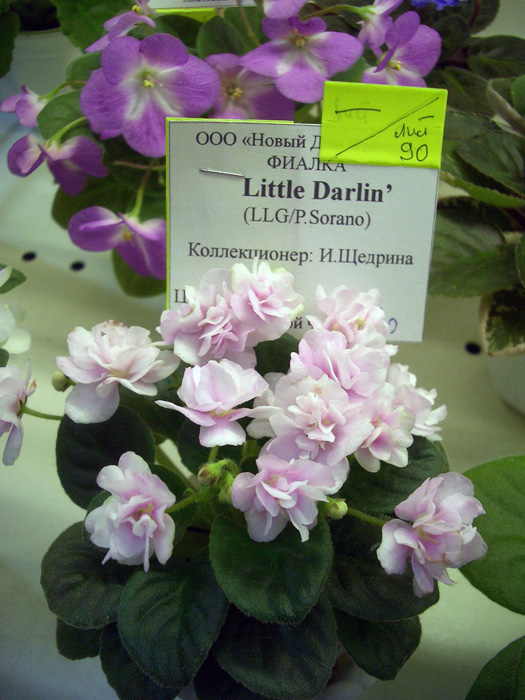Little Darlin'.JPG