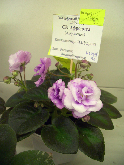 СК-Афродита И.Щедрина.JPG