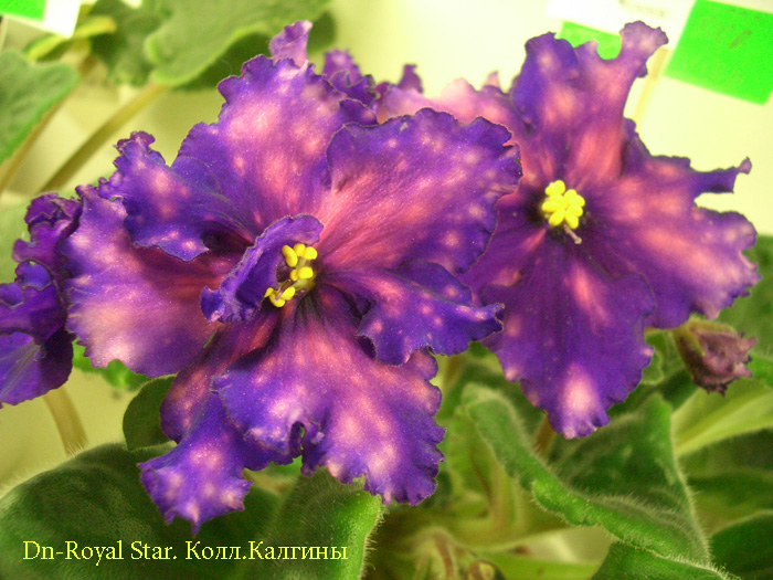 Dn-Royal Star Калгины.JPG