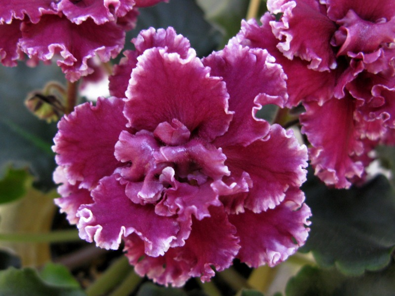 Плессер ЛЕ-Взбитые Сливки Red.JPG