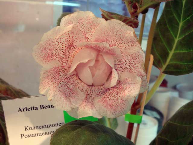 Arletta-Beautiful.jpg