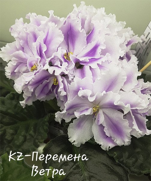 KZ-Перемена Ветра