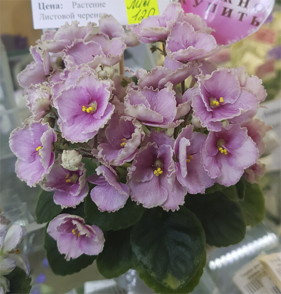 Hunter's Coral Caress