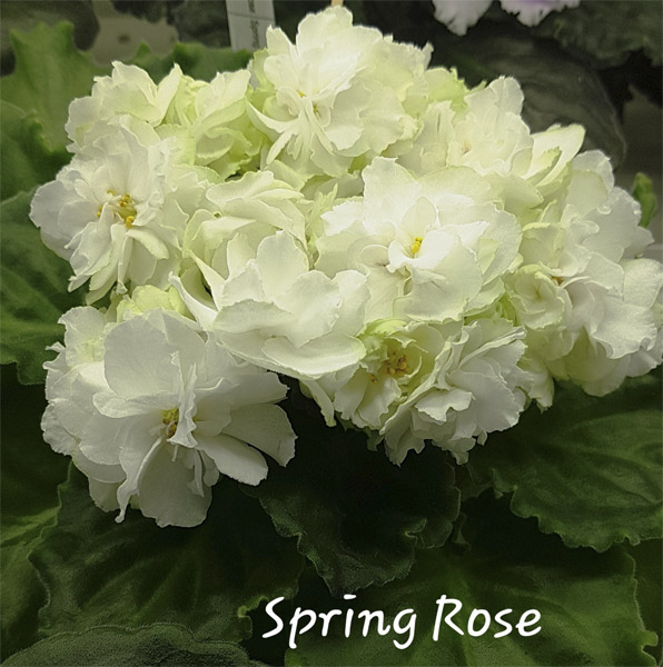 Spring Rose