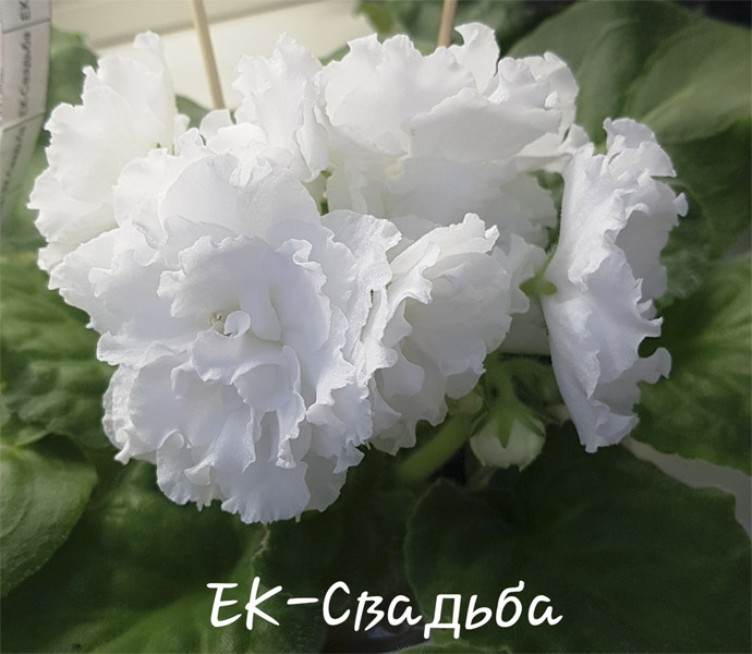 ЕК-Свадьба