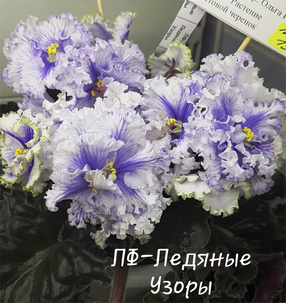 ЛФ-Ледяные Узоры