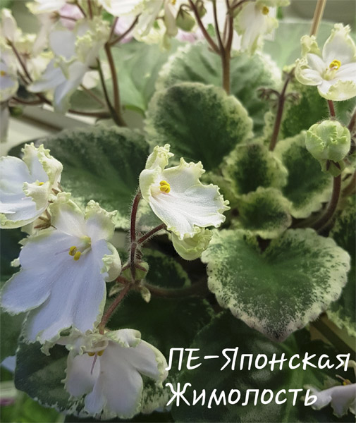 ЛЕ-Японская Жимолость