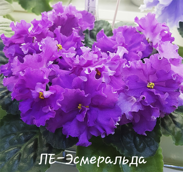 ЛЕ-Эсмеральда