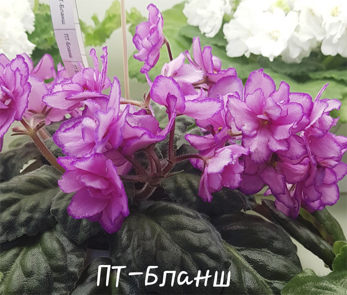 ПТ-Бланш