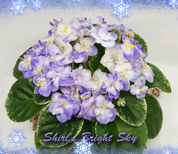 shirls_bright_sky1.jpg