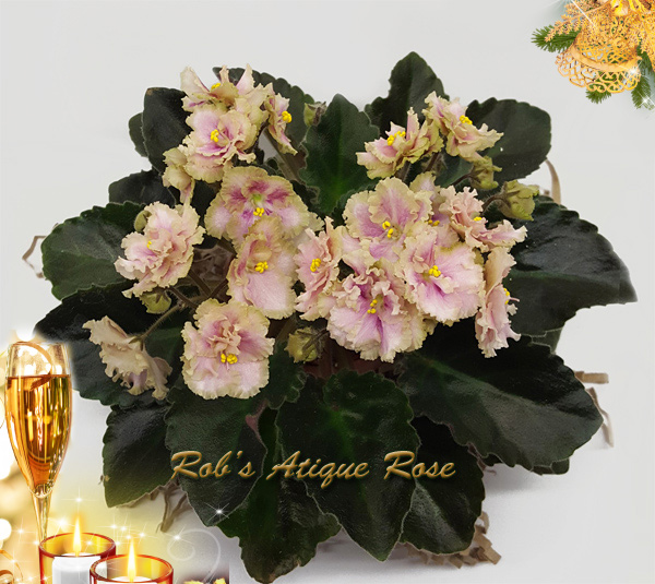 robs_antique_rose1.jpg