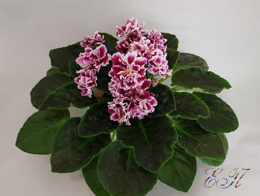 Морозная-Вишня---Пименова.jpg