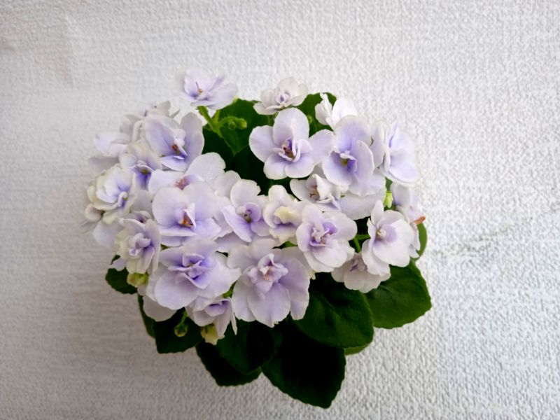 Jolly Orchid.JPG