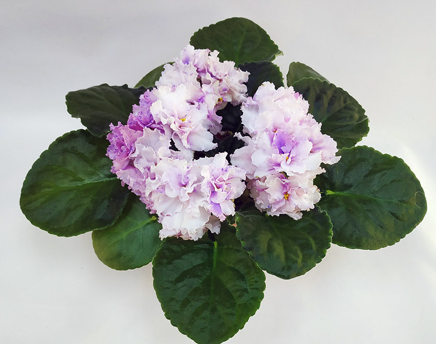ЛЕ-Зимняя-Сказка-(Е.Лебецкая)-–-Алексеева-Ж..jpg