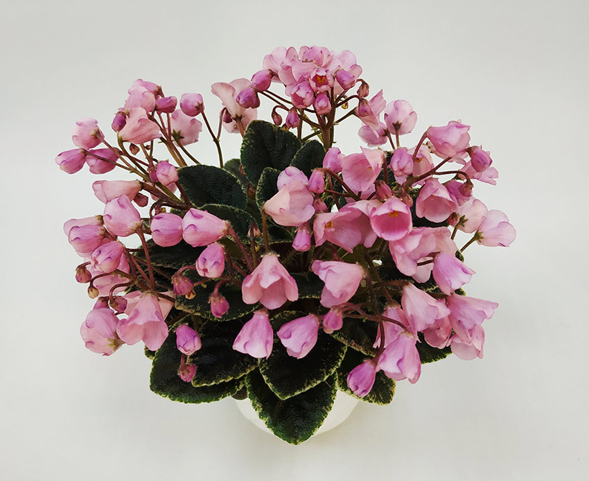 Joy’s-Pink-Halo-(D.Hoover)---Варсанова-Е..jpg