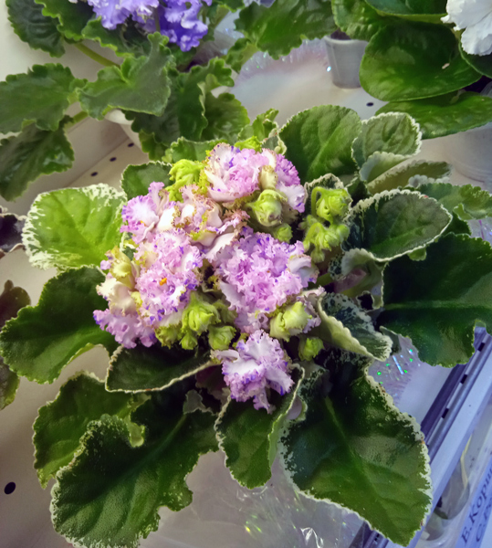 IMG_20220103_171414.jpg