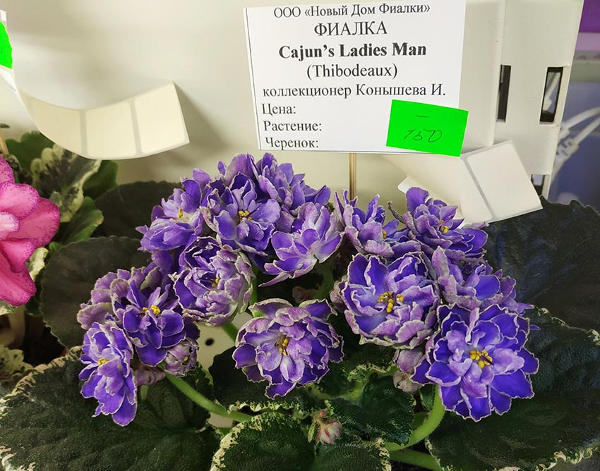 Cajun’s-Ladies-Man---Конышева.jpg