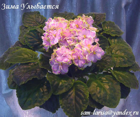 Зима-Улыбается.jpg