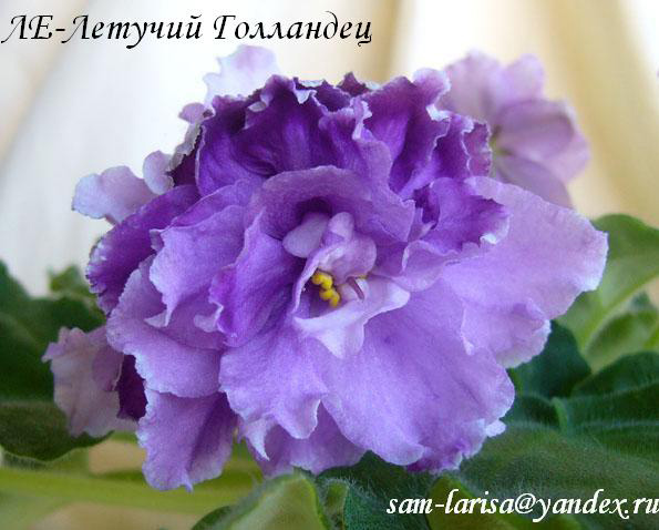 ЛЕ-Летучий-Голландец.jpg