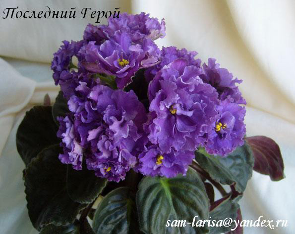 Последний-Герой.jpg