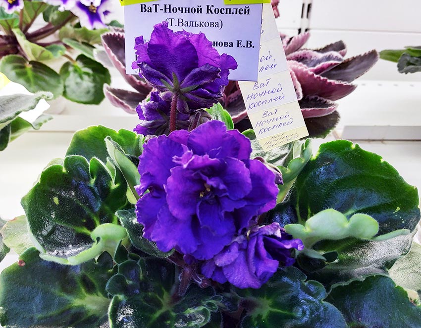 ВаТ-Ночной-Косплей---Пименова.jpg